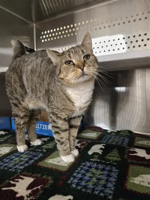 Juno