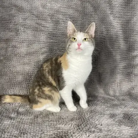 Patsy