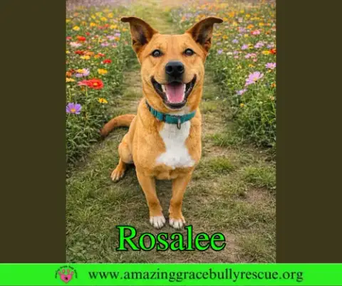 Rosalee