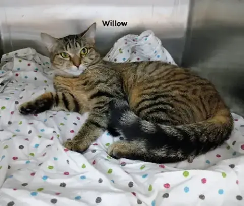 Willow