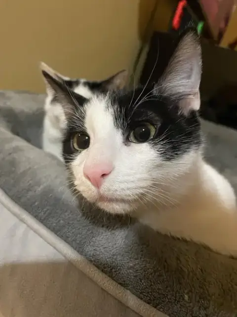 Rue =^.^= photo 4