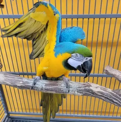 Benji