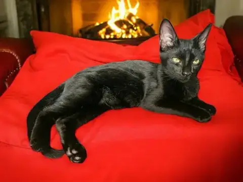 Vinnie