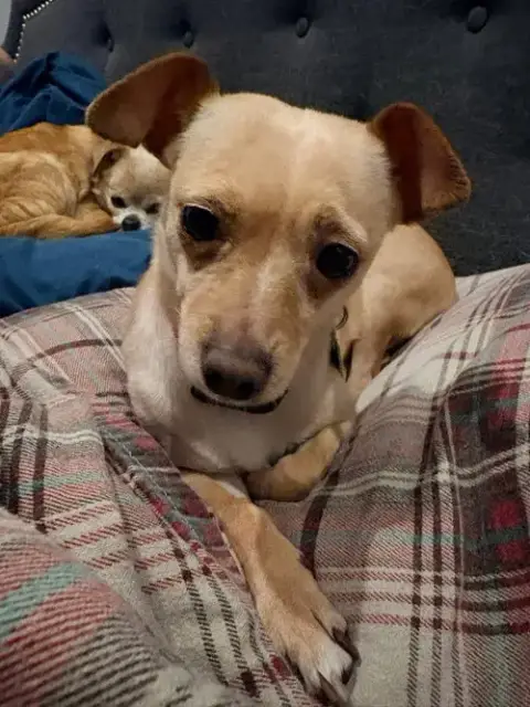 Sadie photo 2