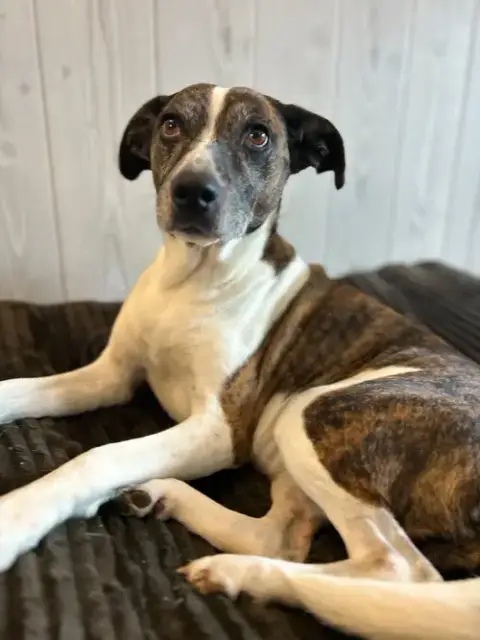 Puppers photo 5