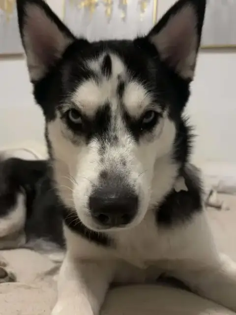 Nova photo 3