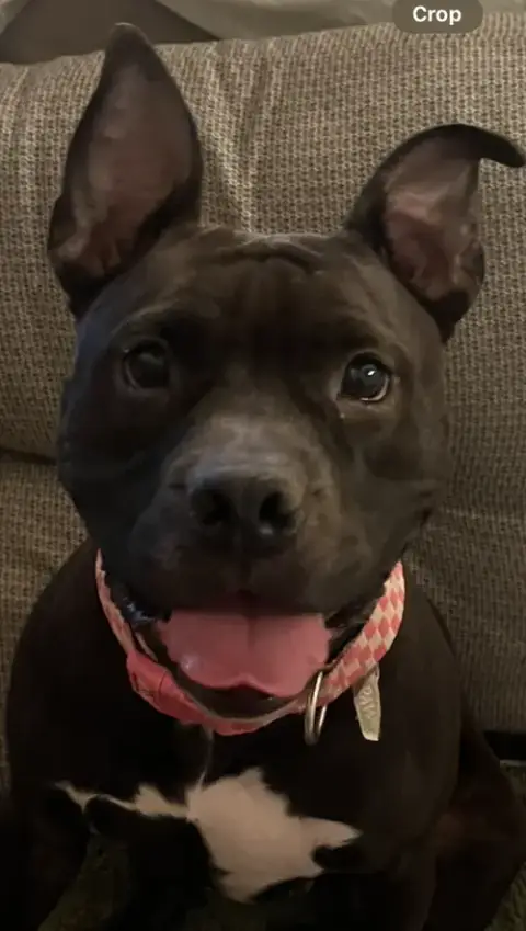 Koko Urgently Needs Foster Or Adopter photo 2