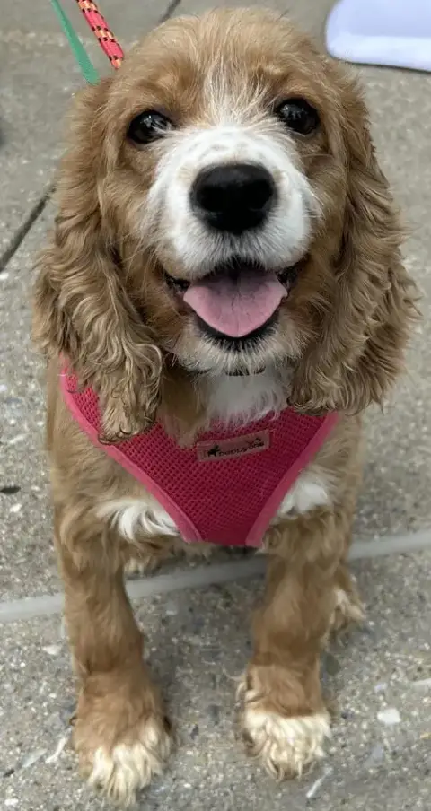 Dori