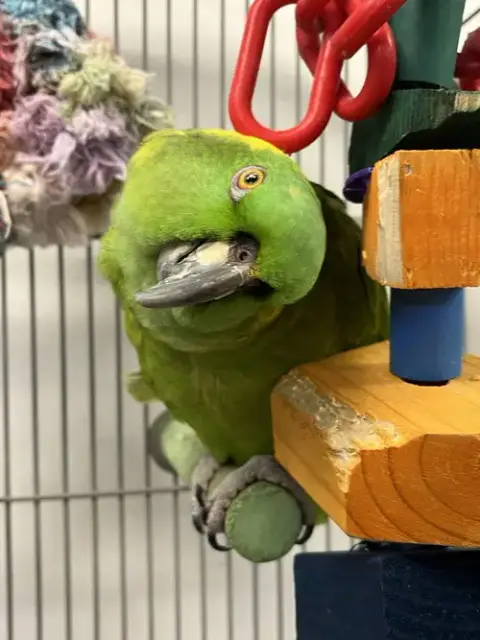 Max