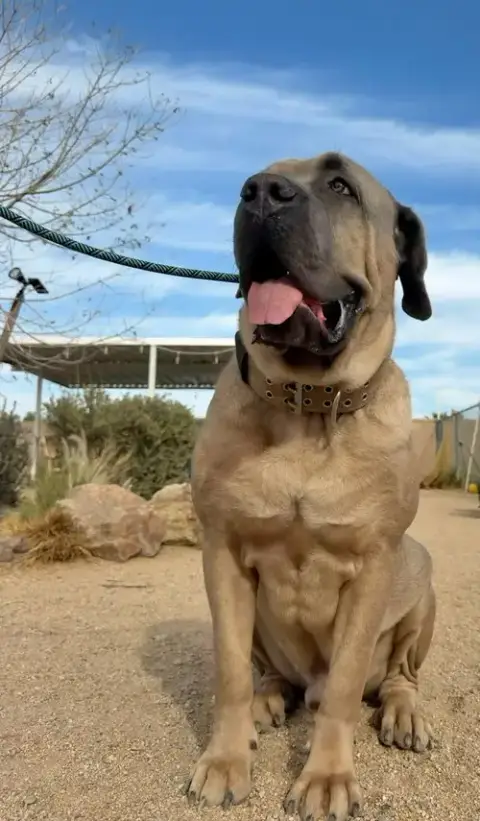 Enzo photo 3