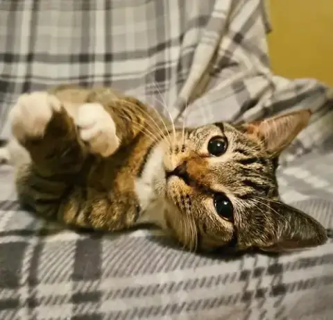 *Samara photo 4