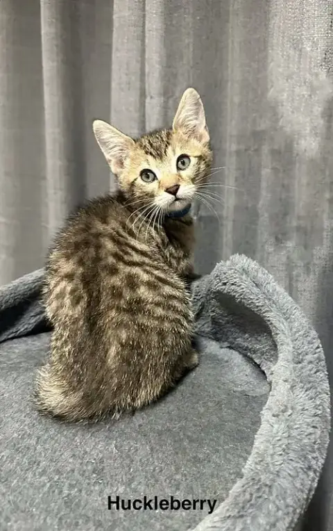 Ss Kitties photo 2