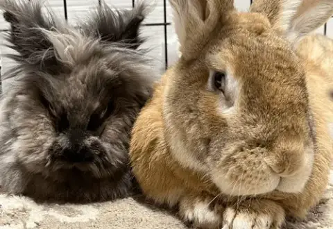 Moose And Squirrel