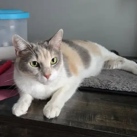 Sylvie