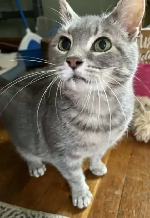 Gracie