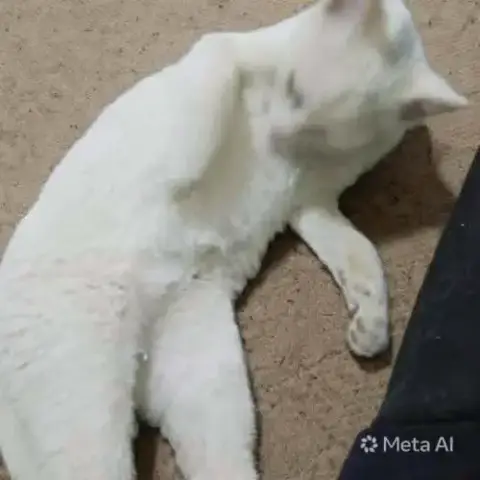 Sahlab photo 2