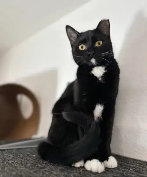 Mittens photo 4