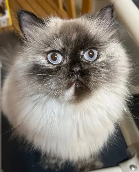 Princess Buttercup