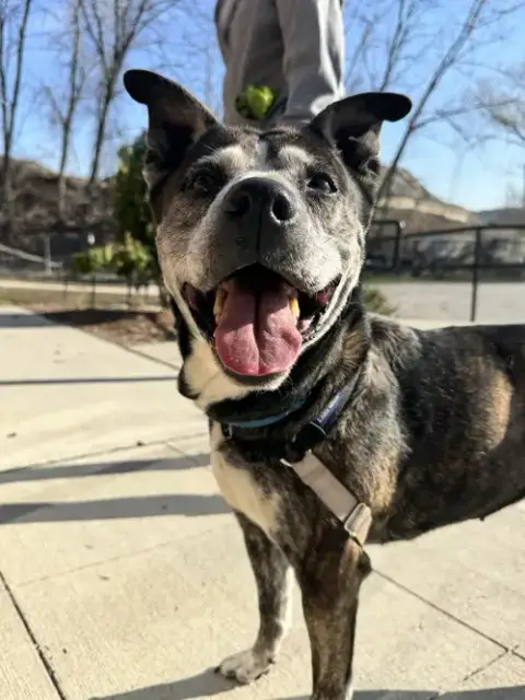 Zola
