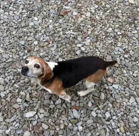 Shorty-Beagle Boy photo 5
