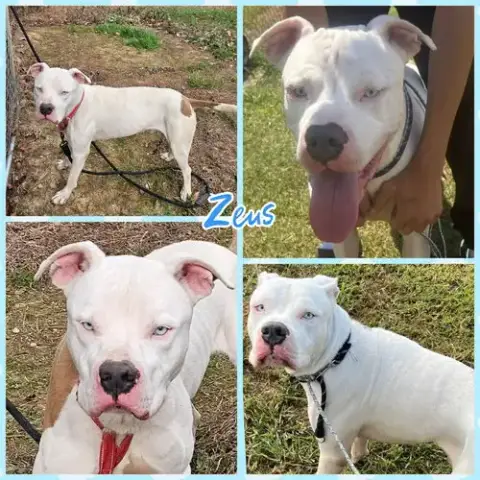 Zeus photo 2