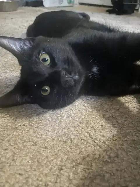 Cosmo