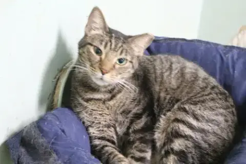 Mr Kat photo 2
