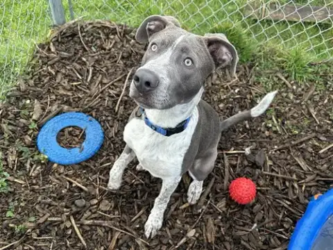 Apollo