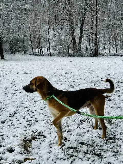 Clyde photo 4