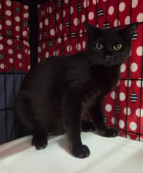 Sassie