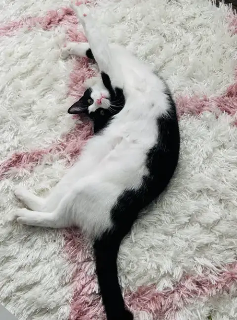 Eddie Kitten
