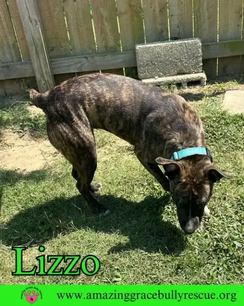 Lizzo photo 5