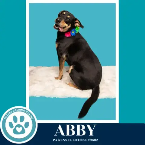 Abby photo 2