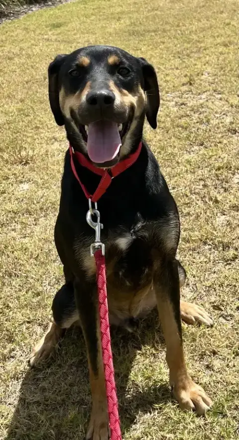 Koda