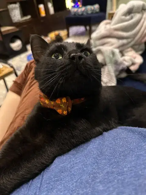 Jiji photo 3