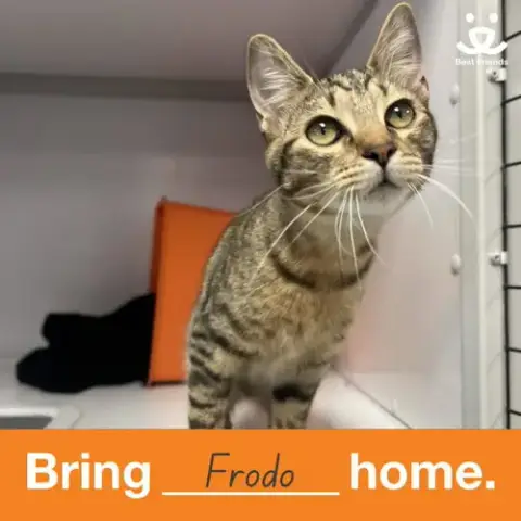 Frodo photo 5