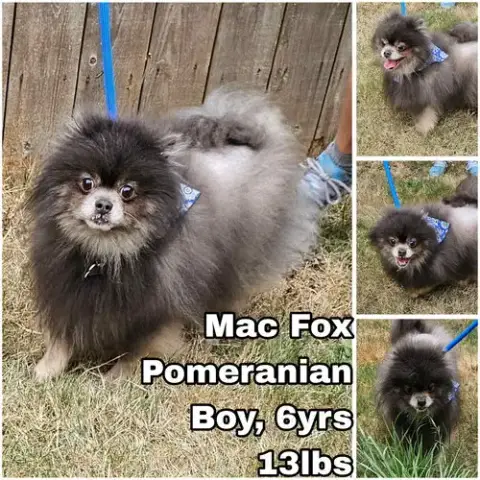 Mac Fox
