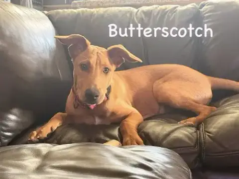 Butterscotch photo 3