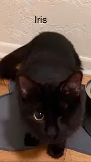 Iris