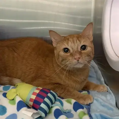 Butterscotch