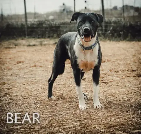 Bear photo 3