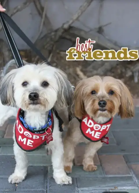 Pookie & Max *Bonded Pair* photo 4
