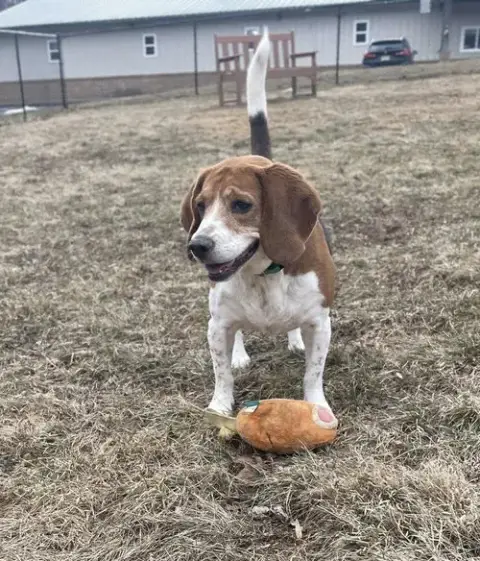 Cooper photo 4