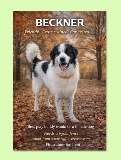 Beckner