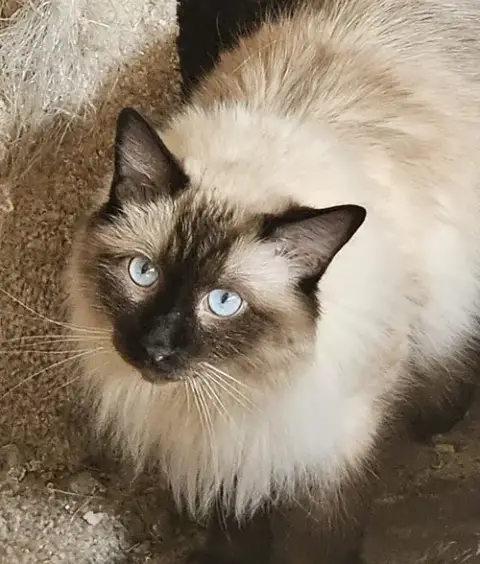 Bogart