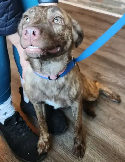 Dolly *Adoption Pending* photo 2