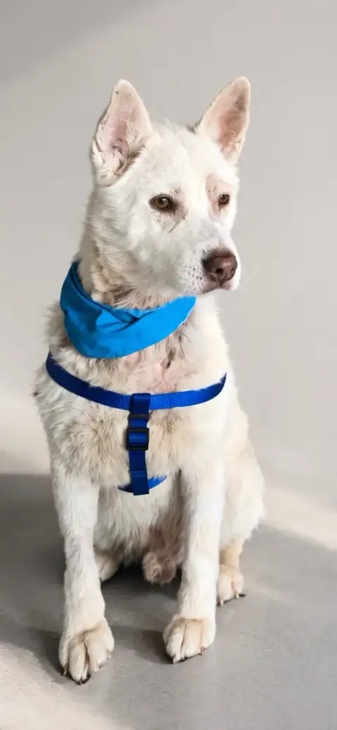 Apollo