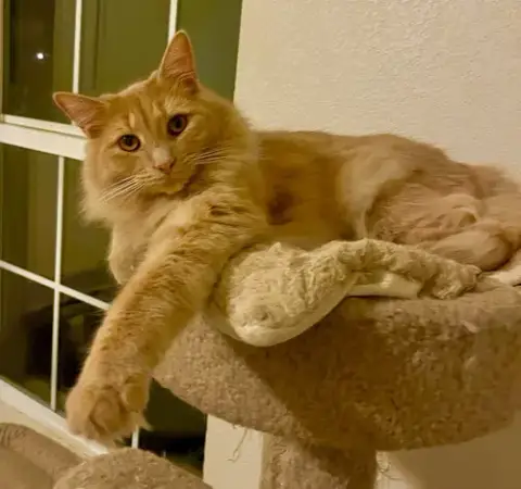 Milo photo 3