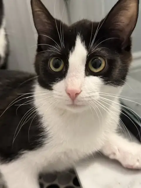 Harry Kitten photo 2