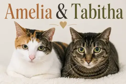 Fosters Needed For Special Cats photo 2